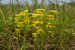 Habenaria marginata var. marginata